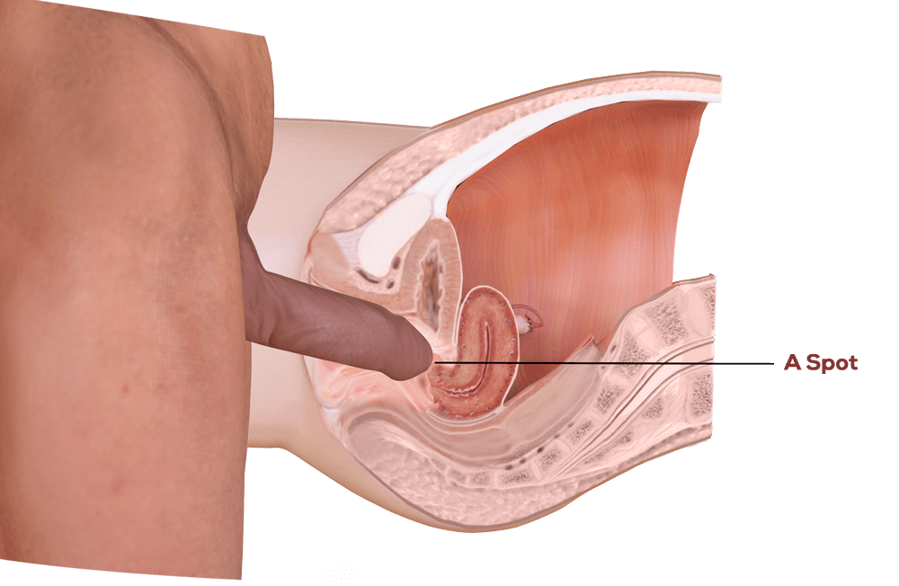 Vaginal orgasm fornix